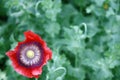 Red poppy flower closeup on green blurred background Royalty Free Stock Photo