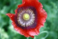 Red poppy flower closeup on green blurred background Royalty Free Stock Photo