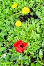 Red poppy flower closeup with green lawn in spring