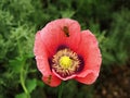 Red poppy flower closeup with hoverflies Royalty Free Stock Photo