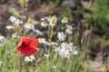 Red Poppy flower closeup Royalty Free Stock Photo