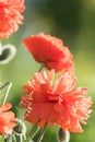 Red poppy flower closeup in soft morning light copy space Royalty Free Stock Photo