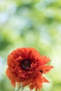 Red poppy flower closeup in soft morning light portrait copy space Royalty Free Stock Photo