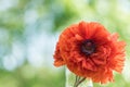 Red poppy flower closeup in soft morning light copy space Royalty Free Stock Photo