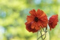 Red poppy flower closeup in soft morning light copy space Royalty Free Stock Photo