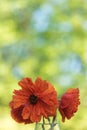 Red poppy flower closeup in soft morning light copy space Royalty Free Stock Photo