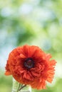 Red poppy flower closeup in soft morning light portrait copy space Royalty Free Stock Photo