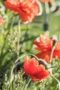 Red poppy flower closeup in soft morning light portrait Royalty Free Stock Photo