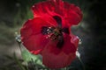 The Red Poppy Flower, Closeup, Sunrise Royalty Free Stock Photo