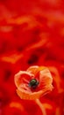 red poppy flower - common poppy