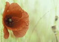 Red poppy flower