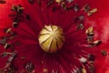 Red poppy flower detail, papaver Royalty Free Stock Photo