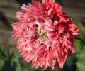 Red poppy flower