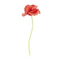 Red poppy flower, drawing by colored pencils Royalty Free Stock Photo