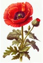 Red poppy flower drawing isolated on white background. Watercolor, hand drawn style, ai generation Royalty Free Stock Photo