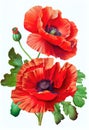 Red poppy flower drawing isolated on white background. Watercolor, hand drawn style, ai generation Royalty Free Stock Photo