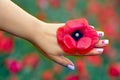 Red poppy flower on a female hand. Hand care, manicure Royalty Free Stock Photo