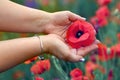 Red poppy flower in female hands close up. Flar lay flower in hand Royalty Free Stock Photo