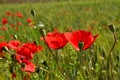 Red Poppy Flower Field at Countryside during Autumn in Transylvania. Royalty Free Stock Photo