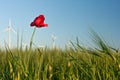 Red poppy flower in field of crop with wind turbines