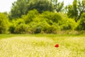  red poppy flower in a field of rie, in summer