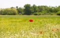  red poppy flower in a field of rie, in summer