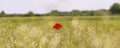  red poppy flower in a field of rie, in summer