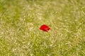  red poppy flower in a field of rie, in summer