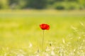  red poppy flower in a field of rie, in summer