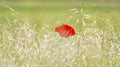  red poppy flower in a field of rie, in summer