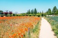 Red poppy flower field at Sangdong Lake Park in Bucheon, Korea