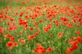Red poppy flower field summer landscape. Royalty Free Stock Photo