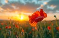 Red poppy flower in the field at sunset. beautiful nature background Royalty Free Stock Photo