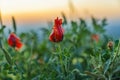 Red Poppy Flower Field Sunset Landscape Royalty Free Stock Photo