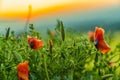 Red Poppy Flower Field Sunset Landscape Royalty Free Stock Photo