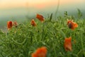 Red Poppy Flower Field Sunset Landscape Royalty Free Stock Photo