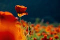 Red poppy flower in the field. wonderful sunny afternoon weather of countryside. blurred nature background