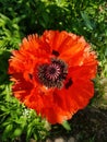 red poppy flower flora sunny day greens scarlet natural closeup nature summer spring single flowering Royalty Free Stock Photo