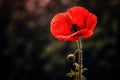 Red poppy flower. Generate Ai Royalty Free Stock Photo