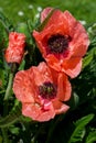 Red poppy flower Royalty Free Stock Photo