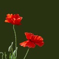 Red poppy flower on green background. Symbol of Remembrance Day or Armistice Day, Memorial Day concept. Day of