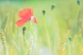 Red poppy flower in green blurred wheat field. Flat look