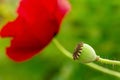 Red poppy flower on a green blurry background. The concept of drugs and opium. Beautiful natural background for the project. Royalty Free Stock Photo