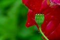 Red poppy flower on a green blurry background. The concept of drugs and opium. Beautiful natural background for the project. Royalty Free Stock Photo