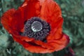 Red poppy flower, green bokeh Royalty Free Stock Photo