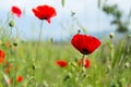 Poppy flowers field