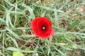 Poppy red flower and green grass. Royalty Free Stock Photo
