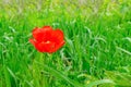 Red poppy flower among green grass. Horizontal frame. Copy space.