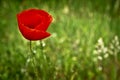 Red Poppy flower in a green meadow