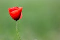 Red poppy flower on green natural background Royalty Free Stock Photo